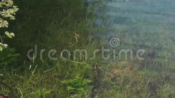 在蓝水的背景下绿色的芦苇和水草特写视频的预览图