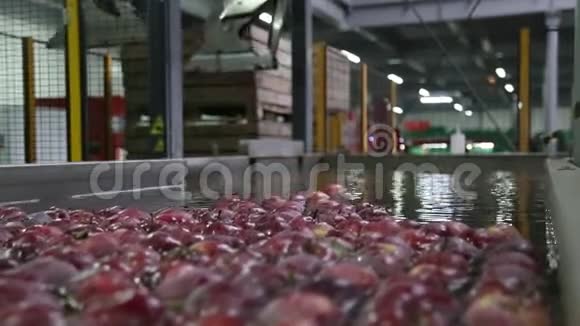 自动化机器人将苹果容器放入水中包装仓库中漂浮在水中的苹果红苹果视频的预览图