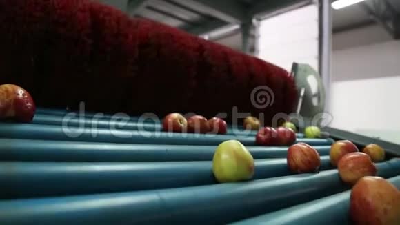 食品加工设施传送带上清洁新鲜的苹果准备自动包装健康水果食物视频的预览图
