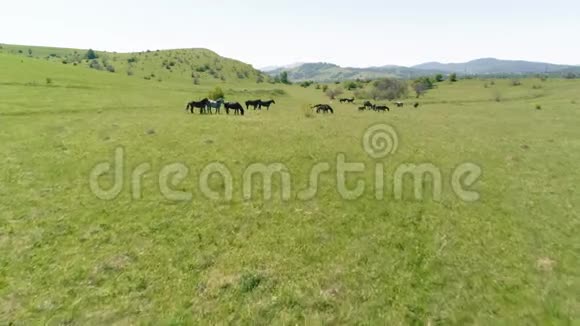 飞越山地草地上的野马群夏山野性自由生态概念视频的预览图