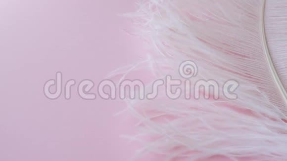 轻盈精致的鸵鸟羽毛粉红色的白色羽毛视频的预览图