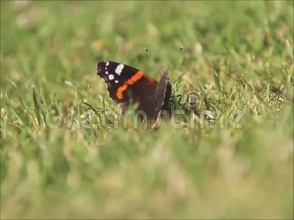 蝴蝶起飞了视频的预览图