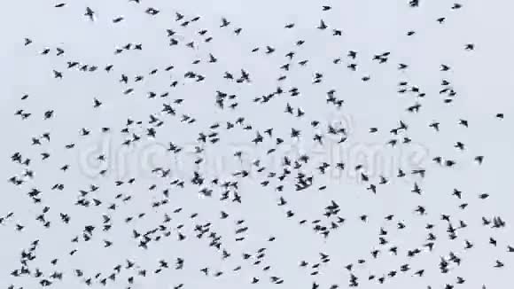 鸟儿在天空中快速美丽地飞翔视频的预览图