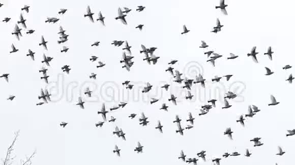 鸟儿在天空中缓慢地飞翔视频的预览图