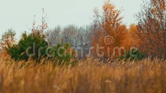 两个女人骑着马背在田野上奔跑秋天的黄金时光视频的预览图