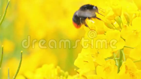 一株黄色油菜与大黄蜂的特写视频的预览图