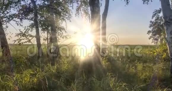草甸时间在夏天或秋天的时间流逝农村地区女巫阳光树木和绿草电动小车滑块视频的预览图