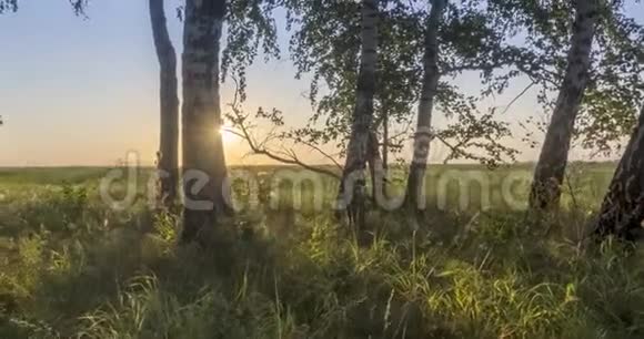 草甸时间夏季或秋季时推移农村地区女巫阳光树木和绿草电动小车滑块视频的预览图