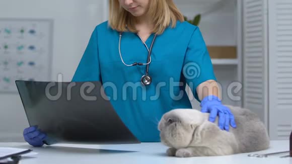 兽医看x光抚摸猫诊断受伤消化系统疾病视频的预览图