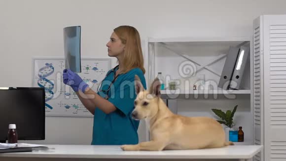 兽医制服看狗分析x线图像宠物诊所检查视频的预览图