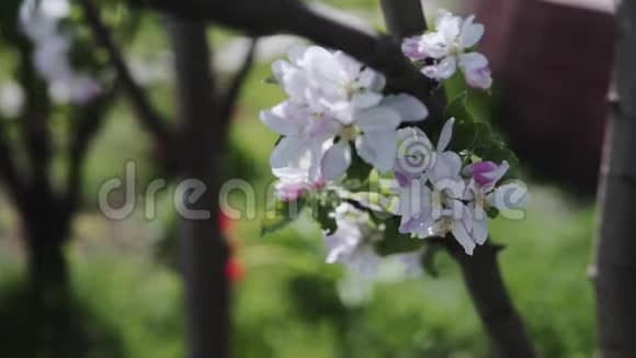 美丽的春天苹果树花开了视频的预览图