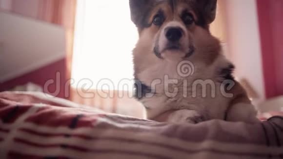 滑稽可爱的三色犬威尔士科尔吉品种躺在床上的特写肖像在家里的卧室视频的预览图