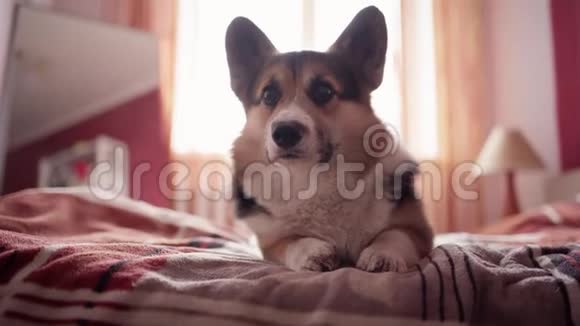 滑稽可爱的三色犬威尔士科尔吉品种躺在床上的特写肖像在家里的卧室视频的预览图