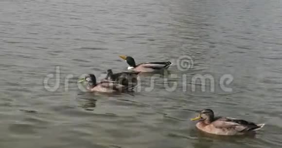 在公园池塘里游泳的野人视频的预览图