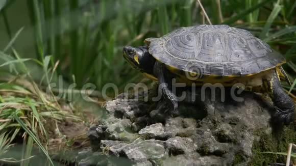 一只乌龟躺在石头上享受和观察环境的轻微移动镜头视频的预览图