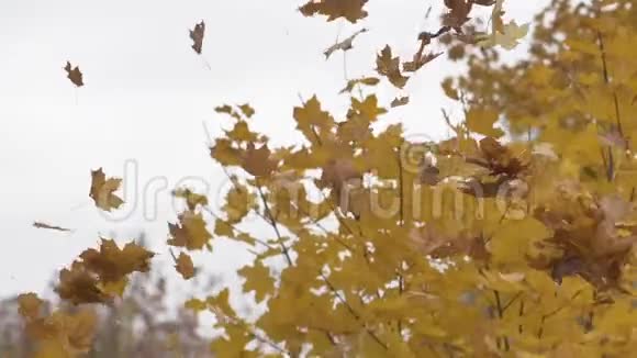 秋天黄叶落在一个快乐的女人身上慢动作视频的预览图