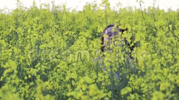 美丽的女孩跑在黄花里油菜地视频的预览图