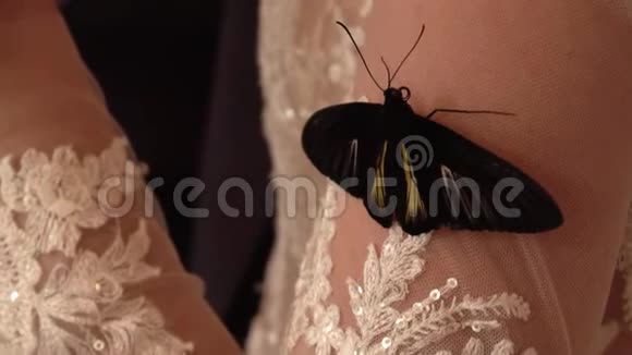 新娘的肩上扛着一只大蝴蝶视频的预览图
