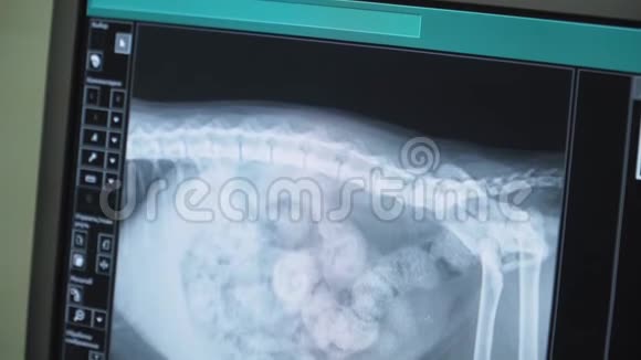 狗的X射线图像视频的预览图