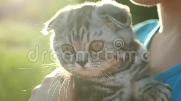 在阳光和耀眼的阳光下苏格兰小猫在他心爱的主人的手中被剥光了小宠物爱情视频的预览图