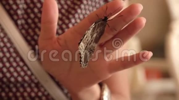 女孩手上一只活生生的大蝴蝶振翅飞翔视频的预览图