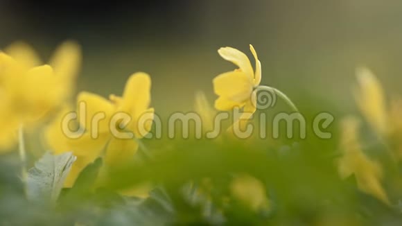 春天盛开的黄色葵视频的预览图