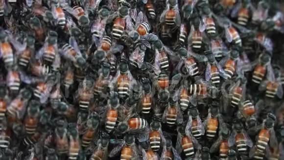 蜜蜂作为一个群体生活在一起的活动视频的预览图