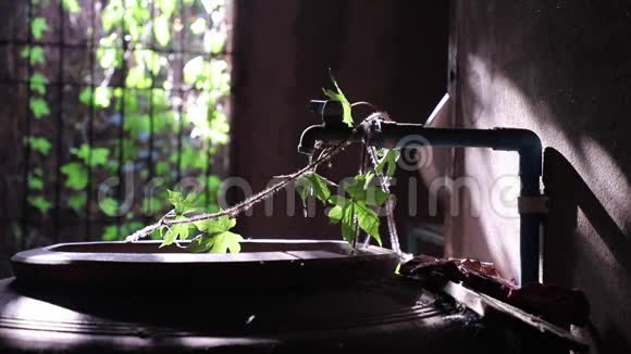 从常春藤的叶子上滴下的水流入古老的大陶罐的那一刻视频的预览图