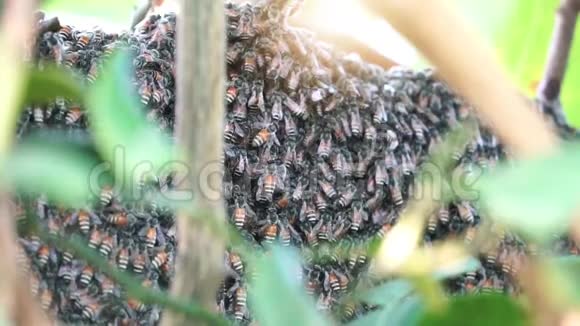 许多蜜蜂在模糊的绿色灌木丛中筑巢视频的预览图