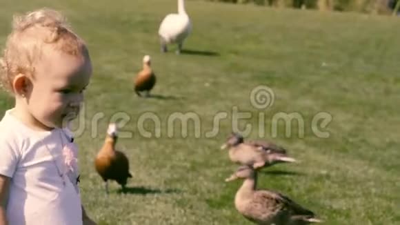 小女孩在鸭子中间走过草坪视频的预览图