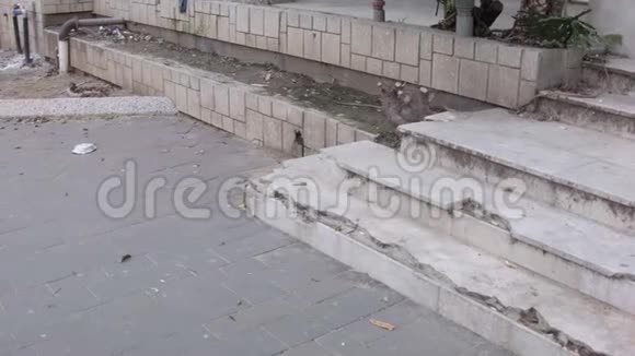 垃圾在空荡荡的街道上视频的预览图