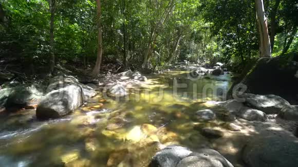 4绿色森林中河流的K夹视频的预览图