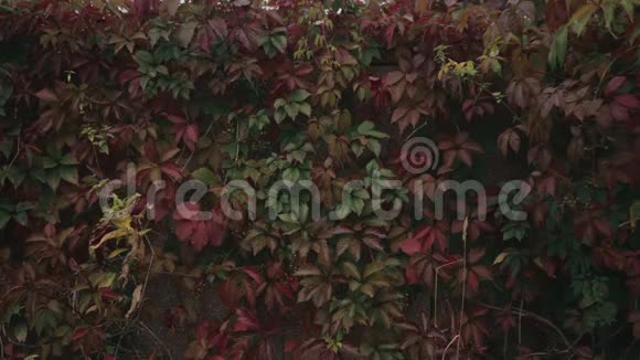 红绿色的藤蔓缠绕在砖围栏中视频的预览图