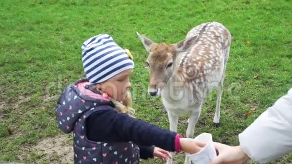 喂鹿的小女孩的手视频的预览图