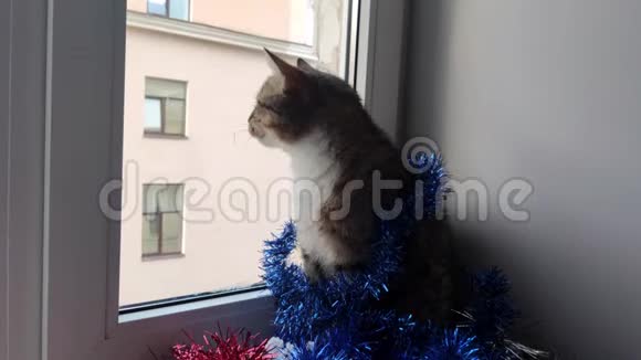 圣诞小毛猫坐在窗台上望着窗外视频的预览图