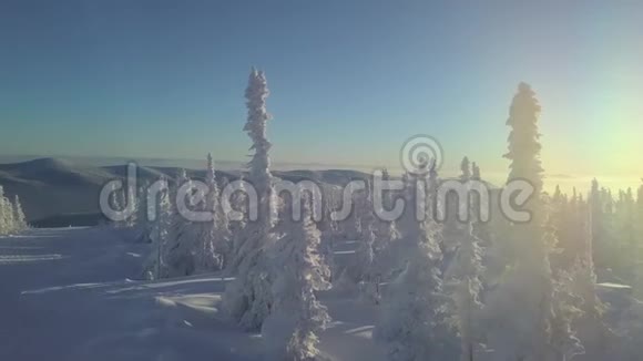山坡上的雪树视频的预览图