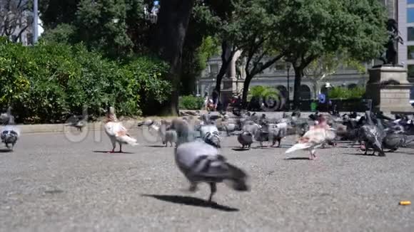 城镇广场上有许多鸽子视频的预览图