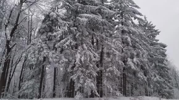 美丽的冬天伊德尔树上的雪视频的预览图