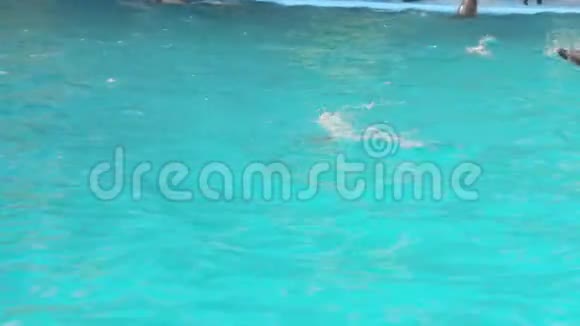 游泳池里的小海豚视频的预览图
