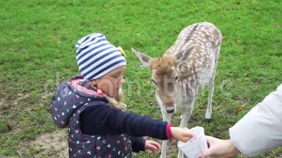 小女孩在公园喂鹿的手视频的预览图