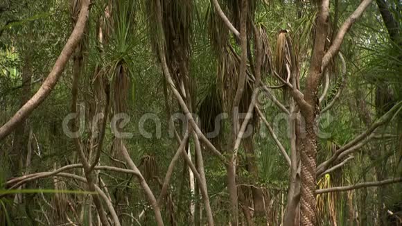 一大片棕榈树的树林视频的预览图