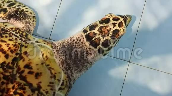 海龟或绿龟特写4K片段视频的预览图