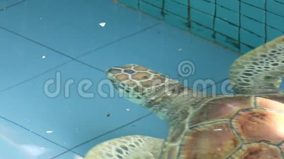 4K海龟或绿海龟的慢速动作片段视频的预览图