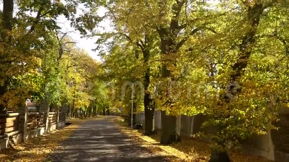 美丽的林登巷与柏油路秋日阳光下树上五颜六色的叶子视频的预览图