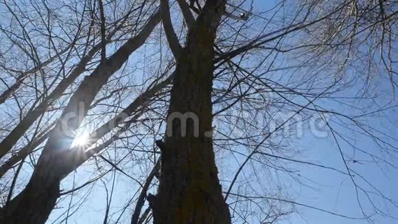 明亮的阳光透过干燥的树枝从底部看相机在运动视频的预览图
