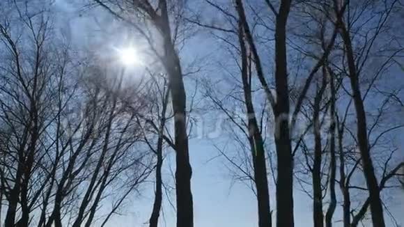 美丽的阳光透过树木没有树叶背景上的饱和蓝天视频的预览图