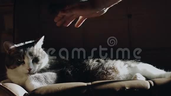 猫躺在沙发上失去了他的双腿当有人来翻转它的时候视频的预览图