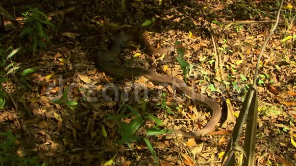 森林地板上的巴狄克蛇视频的预览图