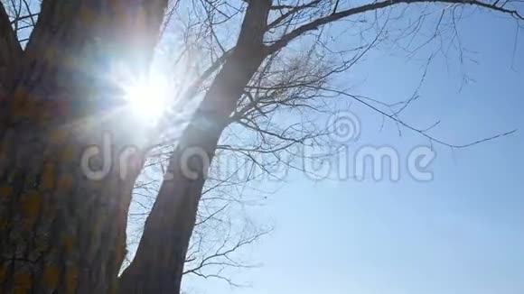 无叶树上美丽的黄苔野生动物视频的预览图