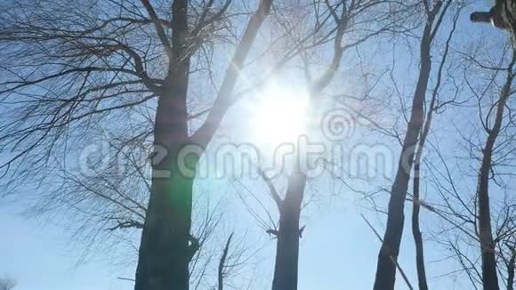 没有叶子的树对蓝天明亮的阳光相机在运动视频的预览图